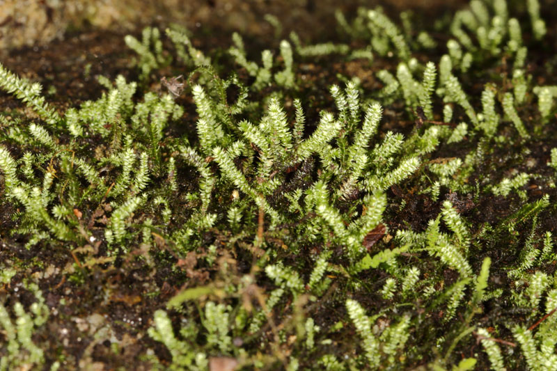 Taxiphyllum deplanatum